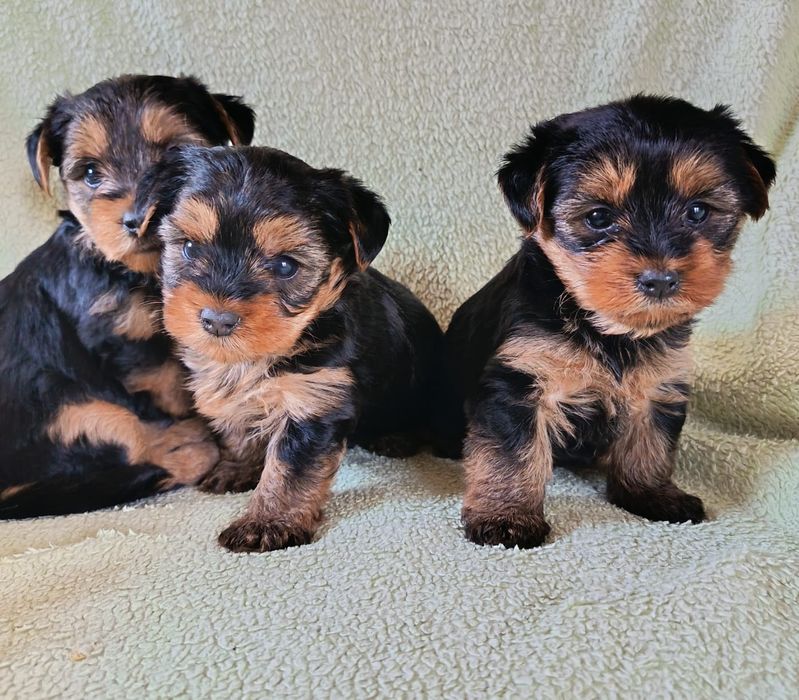 York Yorkshire terrier piesek z rodowodem