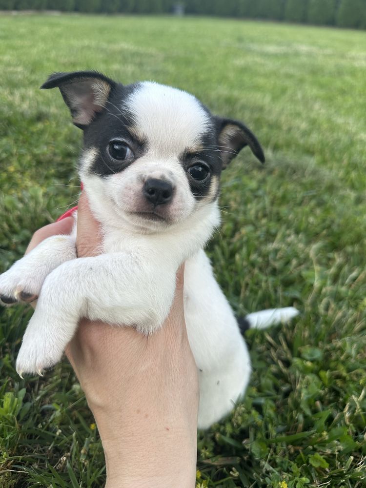 Chihuahua piesek do odbioru