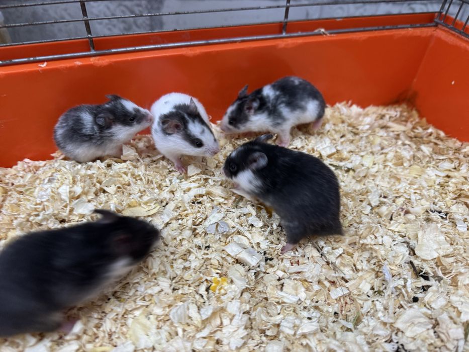 Chomik syryjski młode