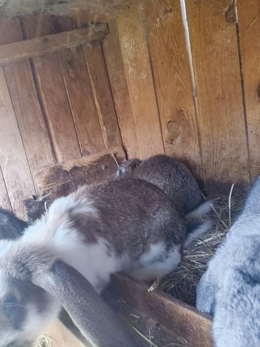 Króliki na sprzedaż