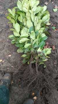 Laurowiśnia Novita ,rotundifolia ,caucasica , angustifolia ,genolia