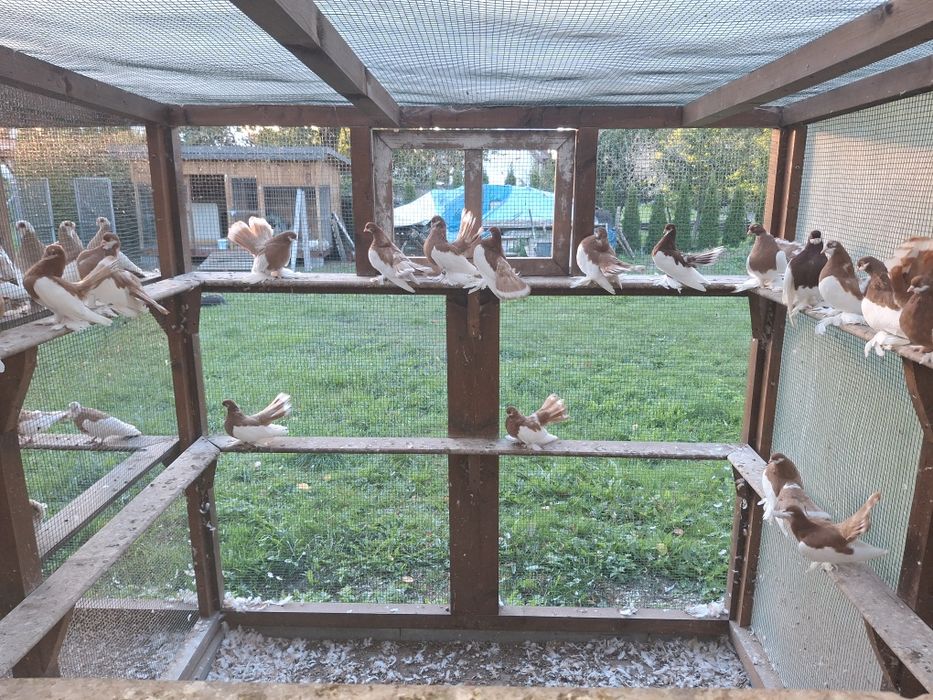 Wołżańskie Gąska Węgierska