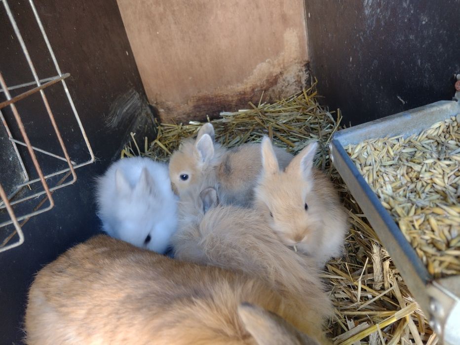 Miniaturka króliki lew lewki młode