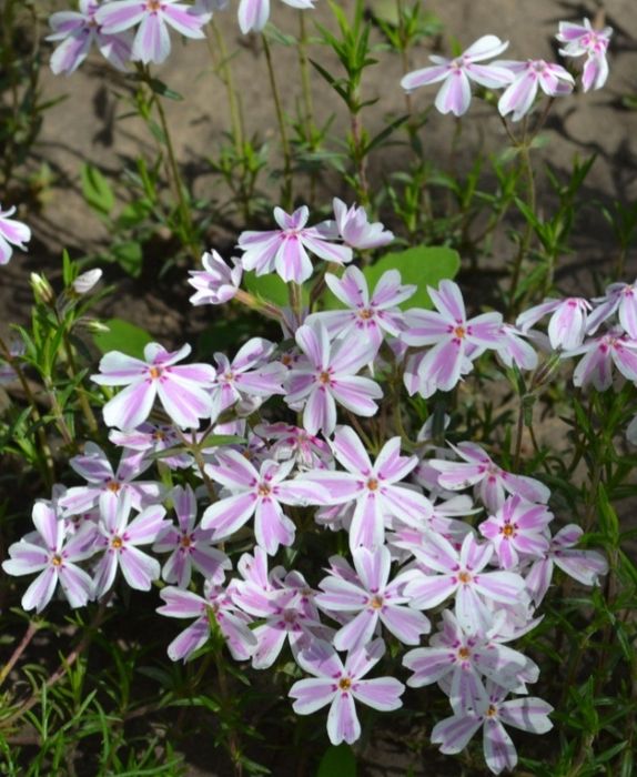 Шиловидні флокси,грунтопокривні