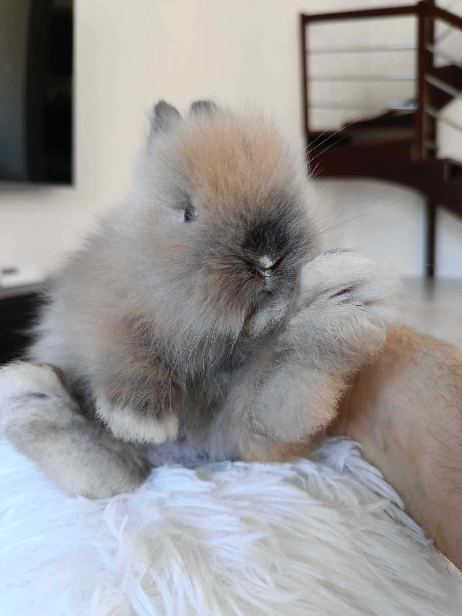 Mini lop karzełek Teddy hodowla zarejestrowana