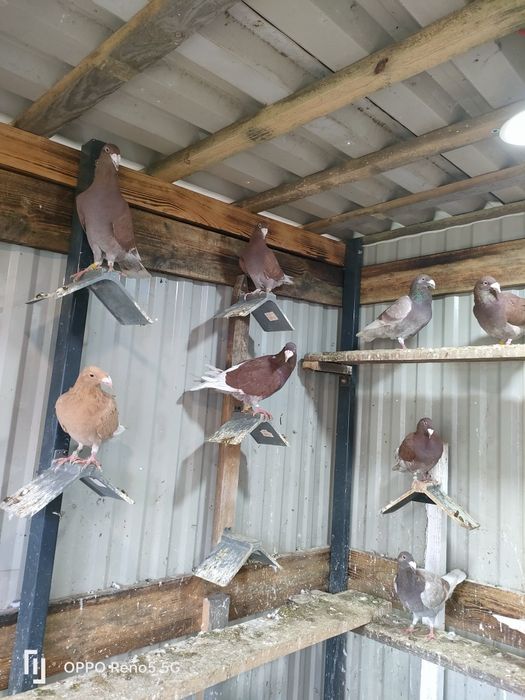 Gołębie ozdobne rzeszowskie wystawowe młode