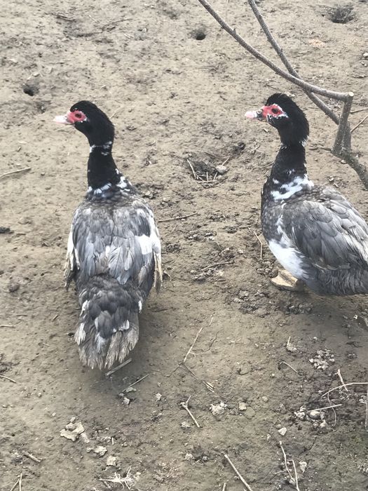 Качки шипуни