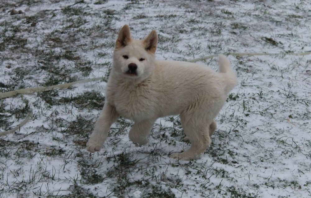 Американська акіта,хлопчик готовий до злучки