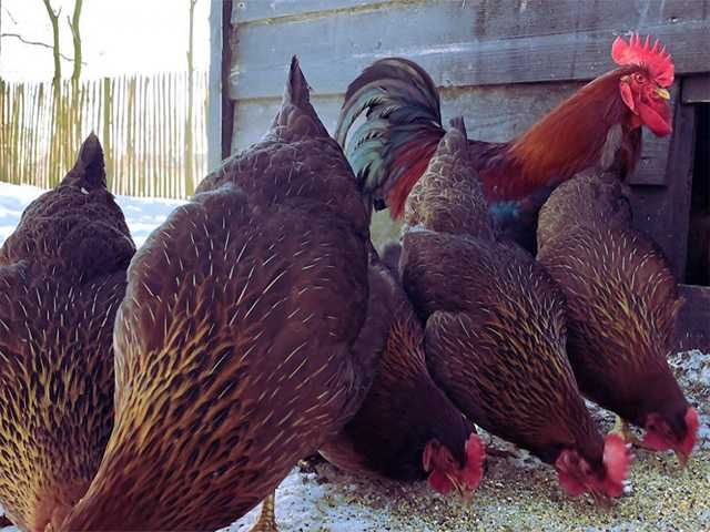 Інкубаційне яйце Вельзумер. Курчата. Птиця.