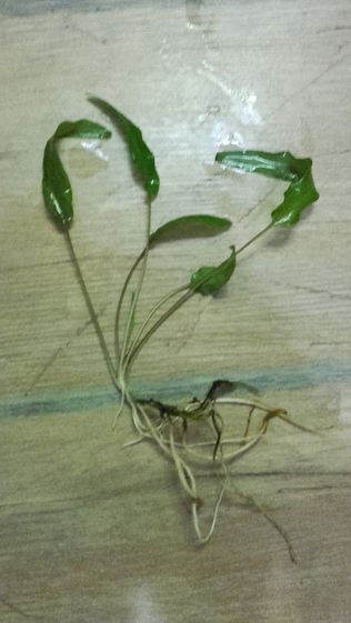 kryptokoryna Zwartka Wendta - roślina Cryptocoryne wendtii - zielona