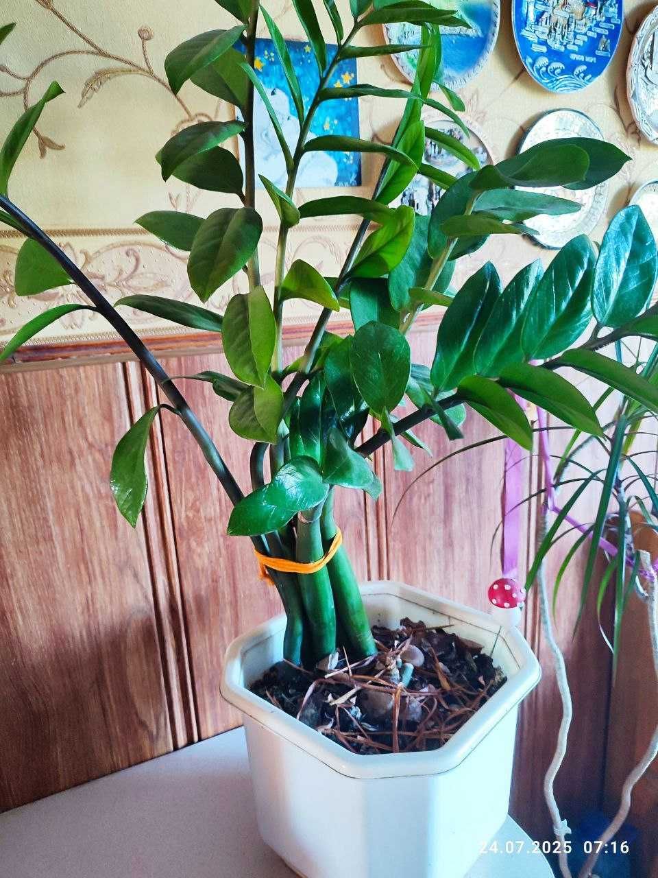 Продам красивый цветок Замиокулькас - долларовое дерево и ПОДАРОК!!