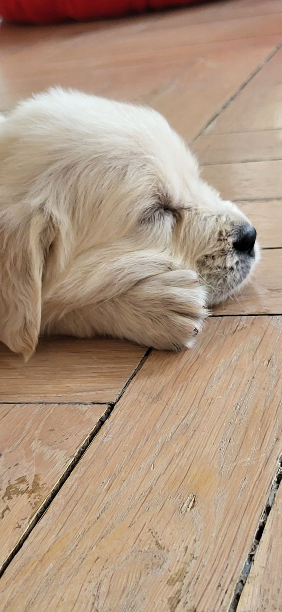 Golden Retriever Piesek gotowy do odbioru