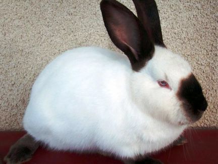 Продам кроликов: Калифорния, Полтавське серебро, Белый паннон.
