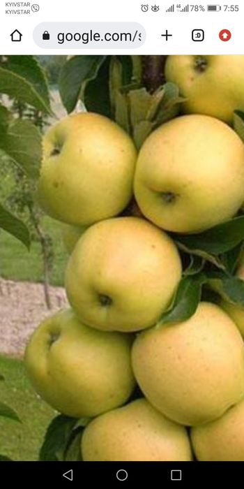 Яблоня колоновидная "Белоснежка" (осенний сорт, поздний срок