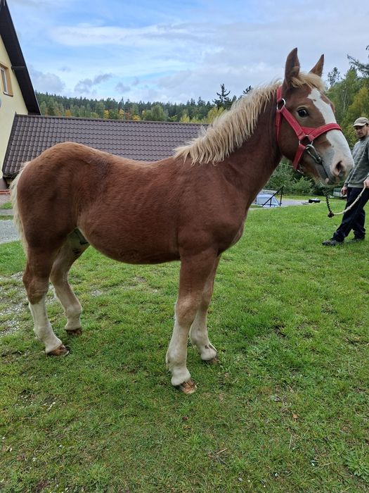 Sprzedam ogierka zimnokrwistego