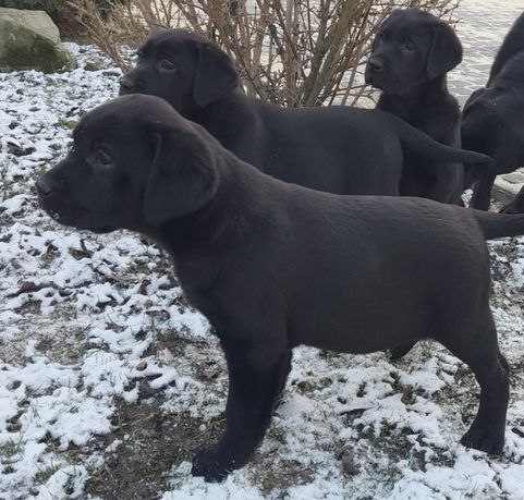 Labrador szczeniak czarnej maści