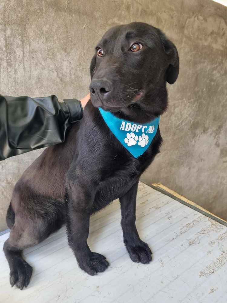 Buddy - 8 meses, xLabrador Retriever
