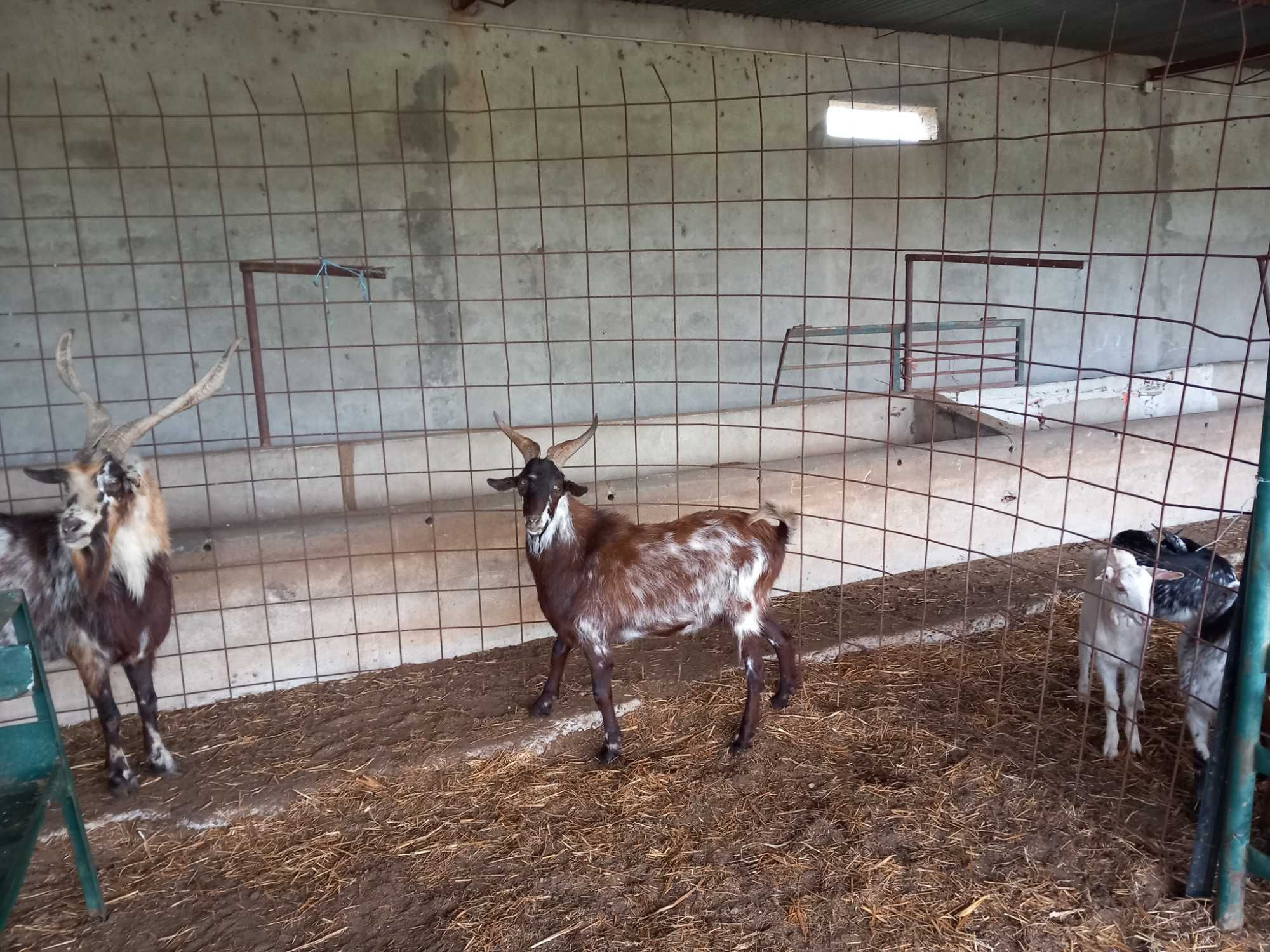 Cabras Algarvias