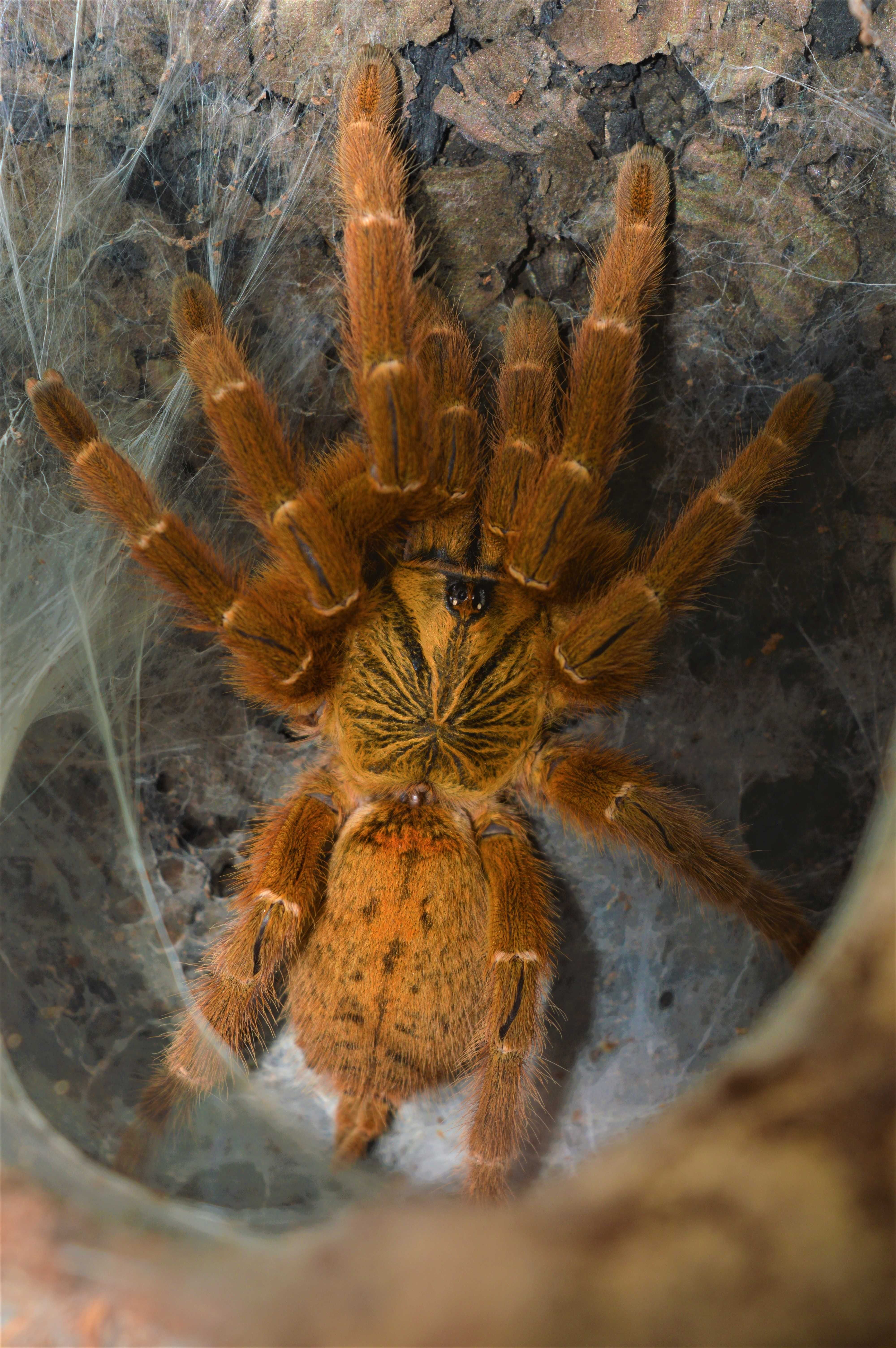 Pterinochilus murinus Usambara L6