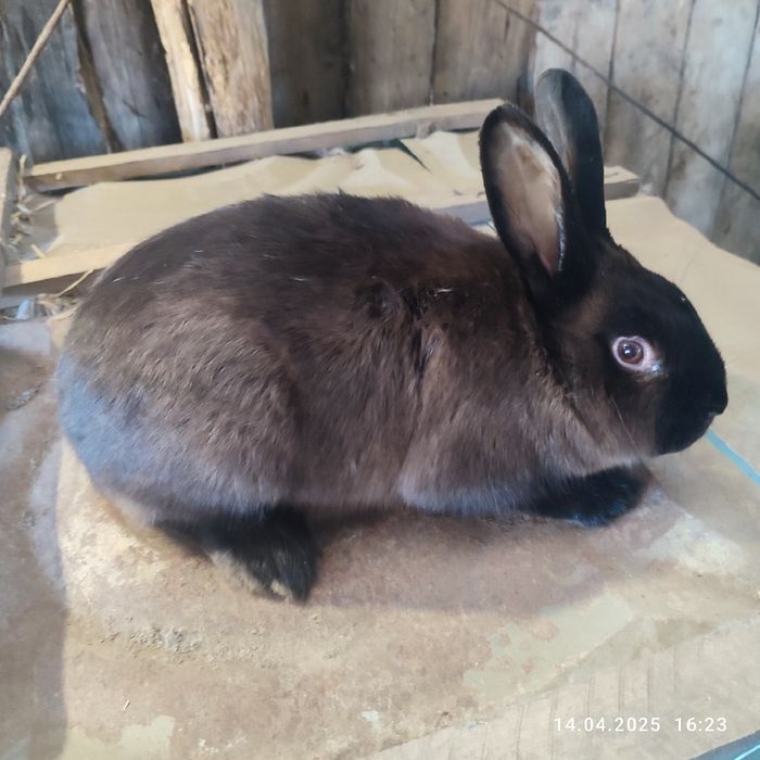 Продам кроликів різних порід