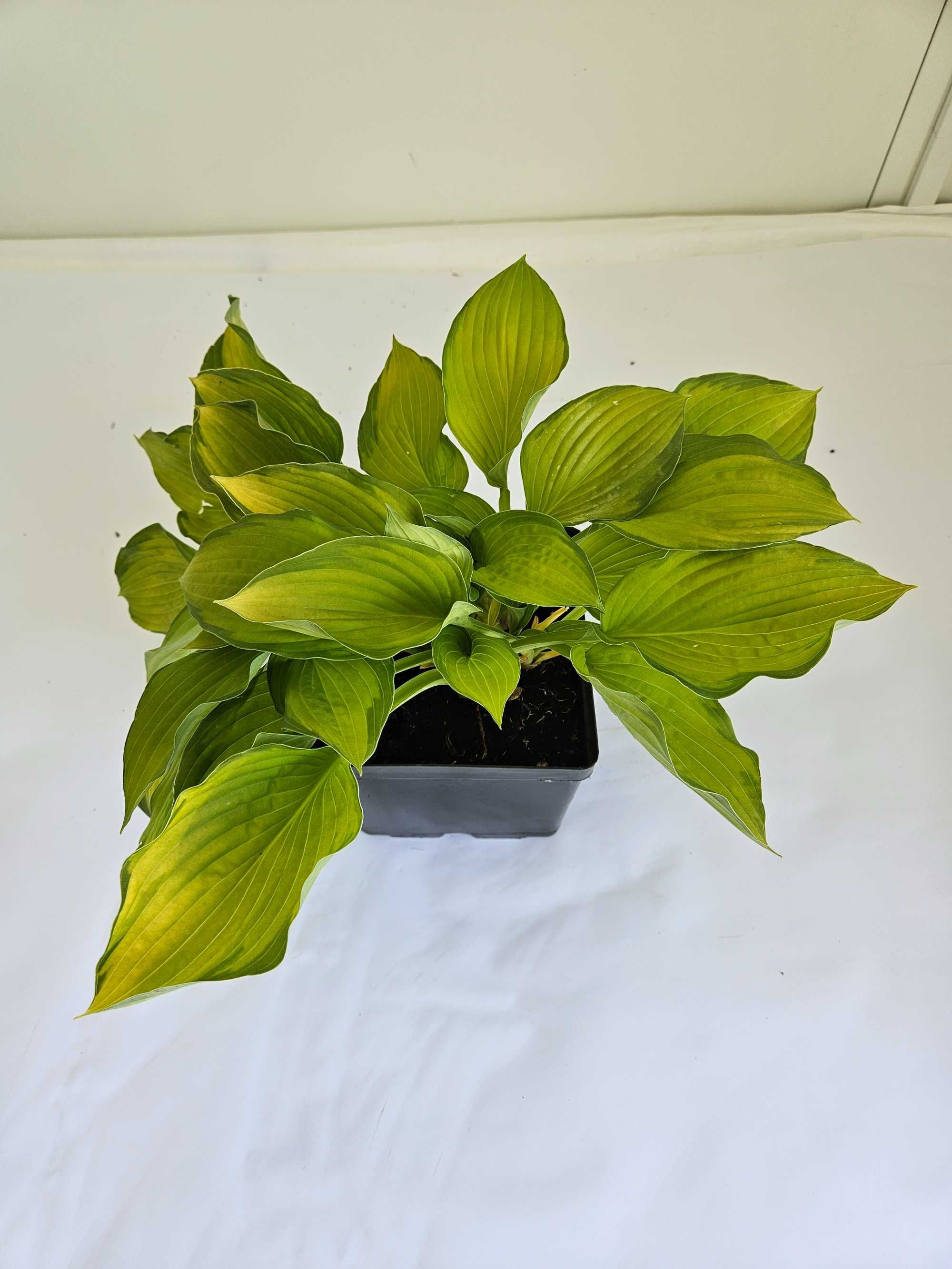 Funkia falista (Hosta undulata)