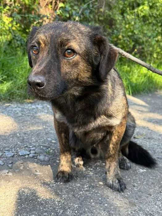 Filip- kompaktowy śliczny pręgowany psiak