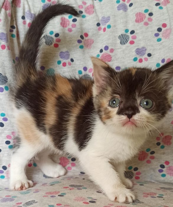 Маленькая лялечка