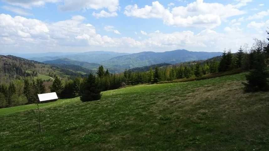 Grzyb Pieprznik jadalny Kurka suszona 100 gram