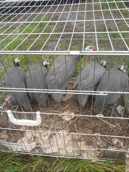 Perliki bardzo ładne