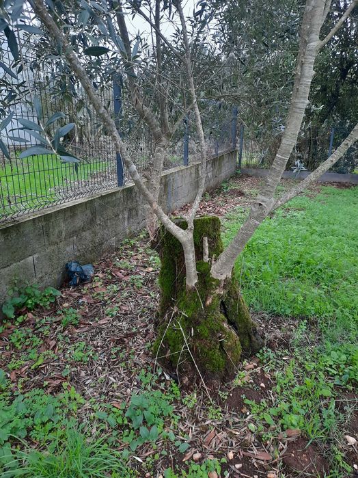 Vendo oliveiras galegas