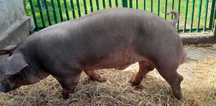 Knurek Duroc - pięknej budowy