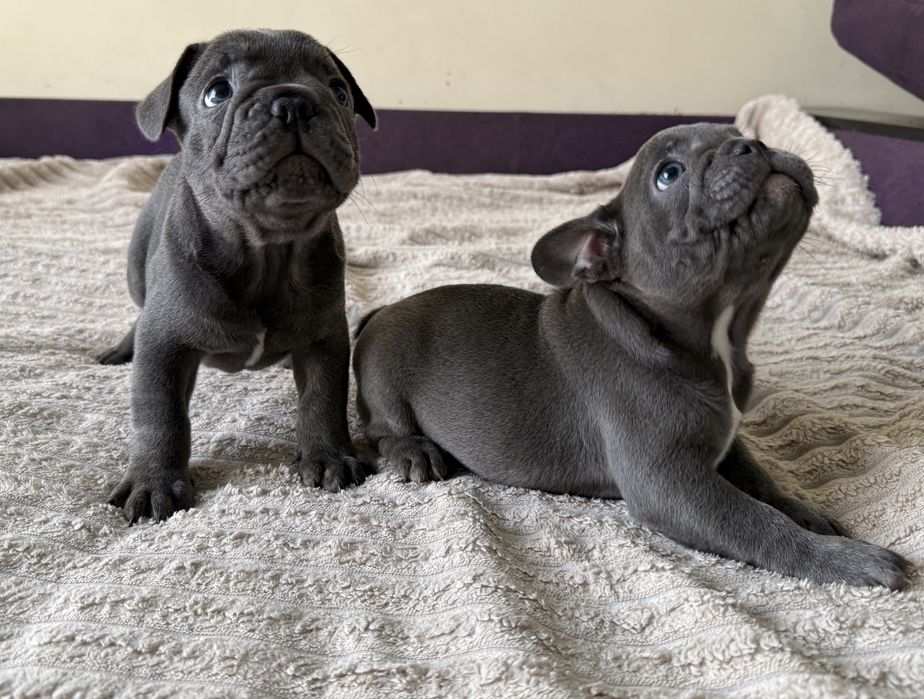 Французские бульдоги