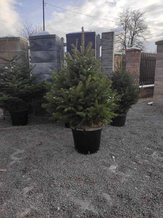 Jodła kaukaska - sezon nasadzeń - zapraszamy na plantację