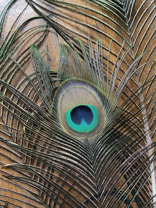 Pióra pawie różne długości. Całóść