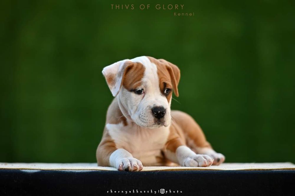 Породные щенки (мальчики) американского стаффордширского терьера