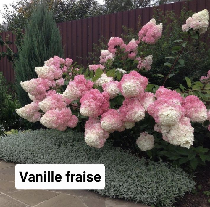 Гортензія волотиста (мітловидна)