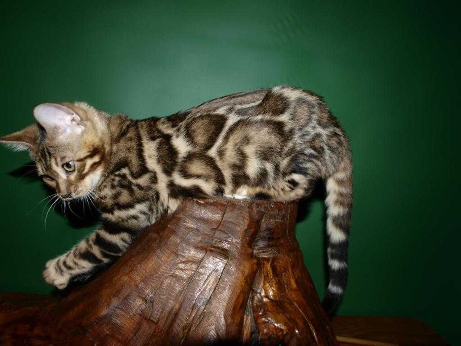 Отличный котенок.Мальчик. Документы.