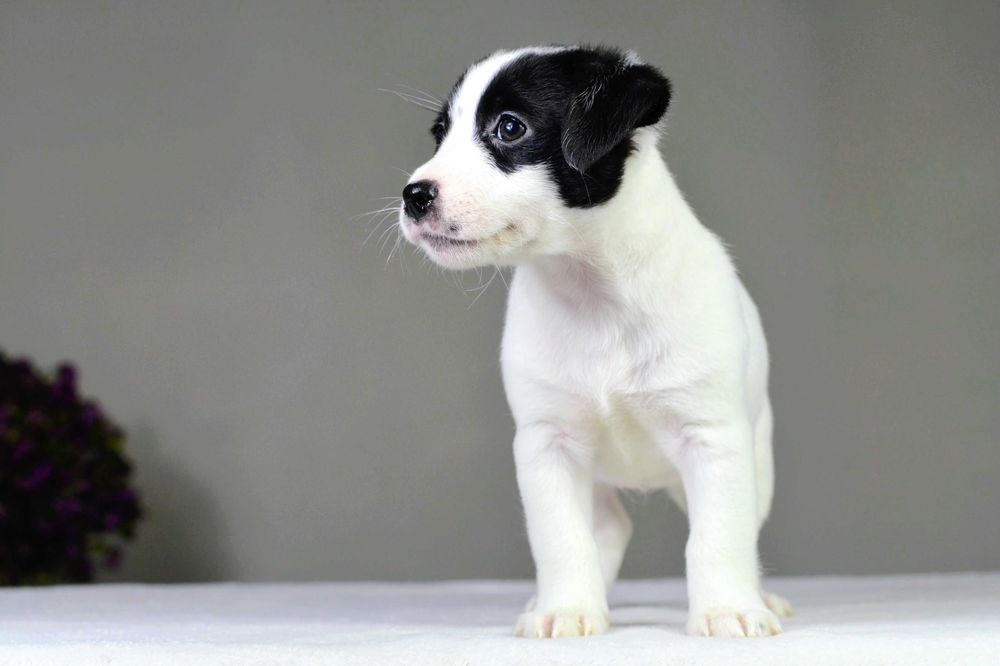 JACK RUSSELL Terrier gładkowłosa suczka niecodziennej urody ZKwP FCI