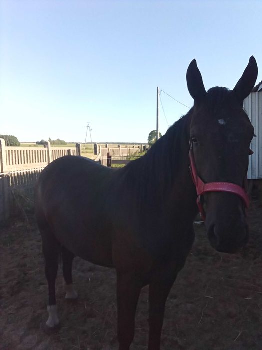 Sprzedam klacze śląskie