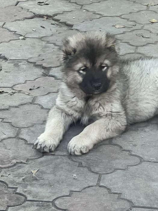 Продам  чистокровных кавказких щенков