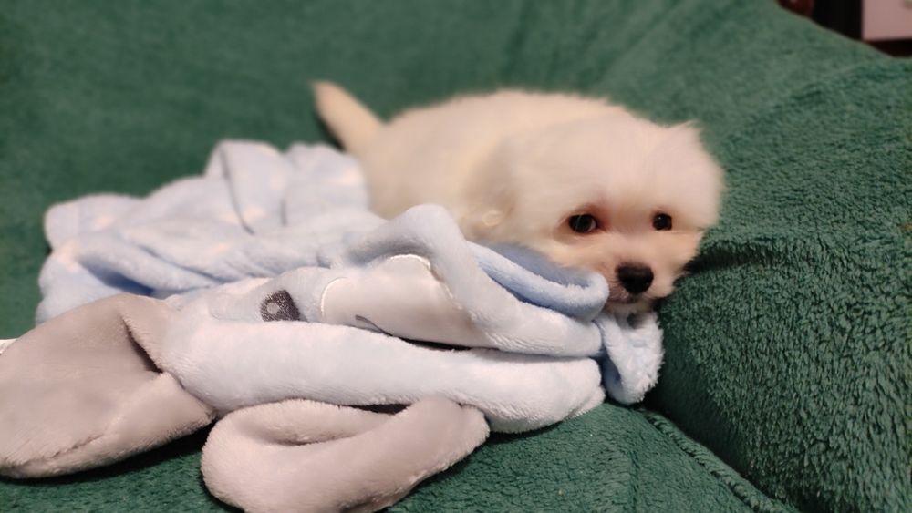 Maltipoo suczka Warszawa pudel maltańczyk