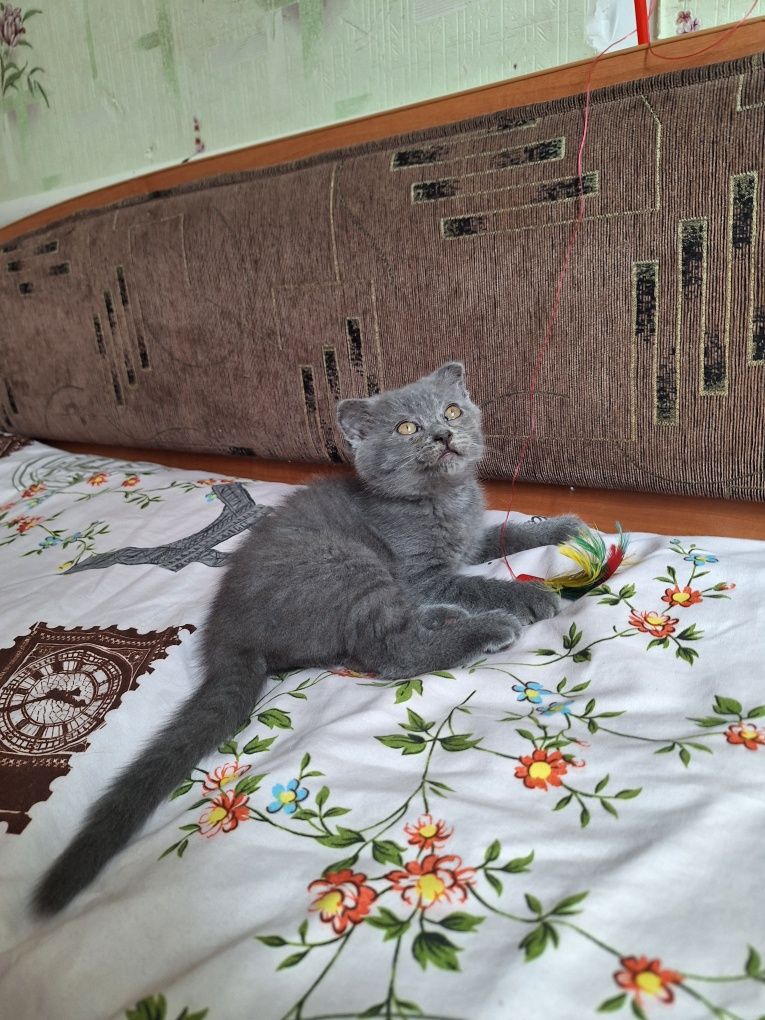 Голубая вислоухая кошка 3 мес