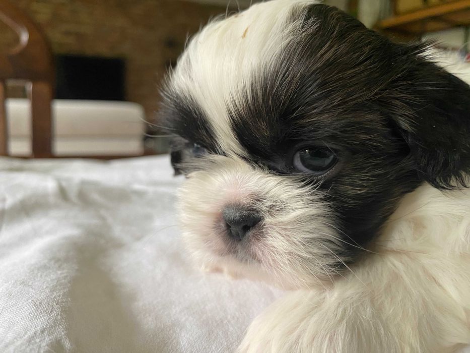 Shih Tzu suczka szczeniak z hodowli, rodowód, dziewczynka