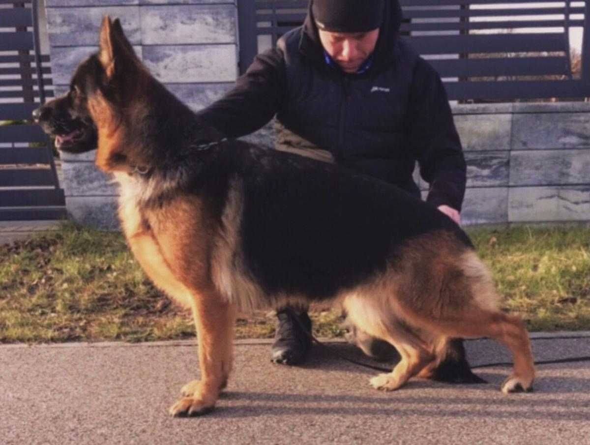 Owczarek Niemiecki krótkowłosy