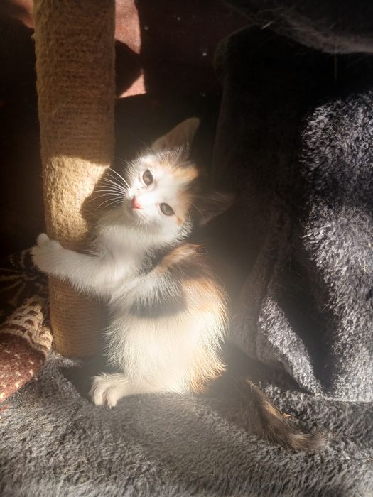 Małe kotki szukają nowego domu.