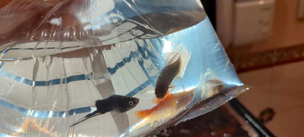 Peixes saudáveis