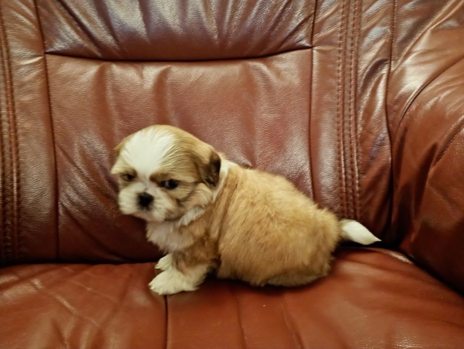 Shih tzu piesek z rodowodem