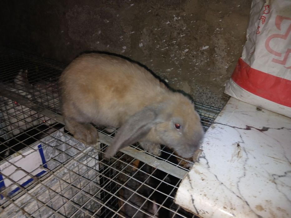 Кролики кролі кроленята