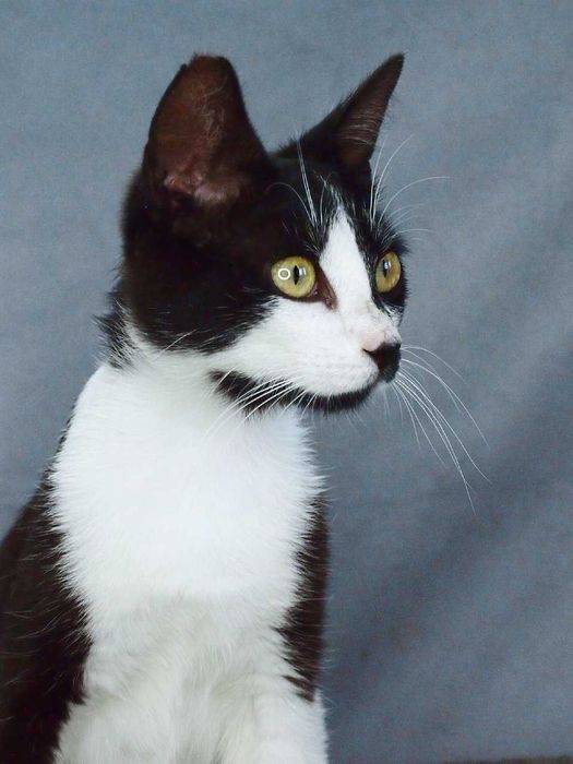 Скромная кошечка ищет дом