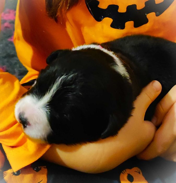 Border Collie ZKwP/FCI